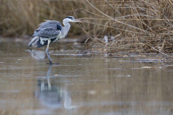 Grey heron (Ardea cinerea) Germany