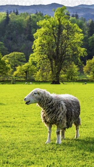 Sheep and farm in Lake District National Park, Coniston Water, Cumbria, England, United Kingdom