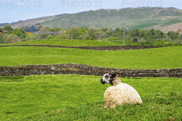 Sheep and farm in Lake District National Park, Coniston Water, Cumbria, England, United Kingdom