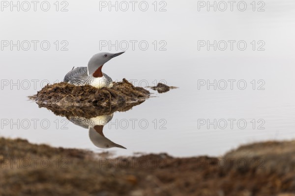 Red-throated diver (Gavia stellata) breeding on the nest, Aventdalen, Longyearbyen, Spitsbergen, Svalbard