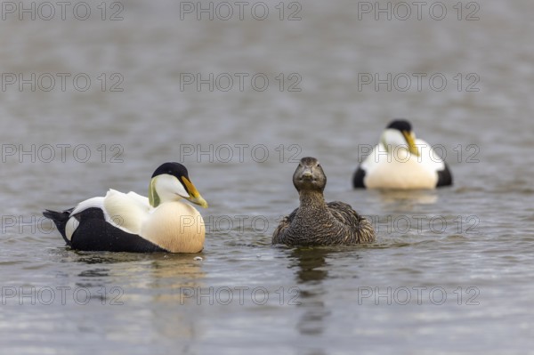 Eider duck (Somateria mollissima), hen with drake during mating behaviour, duck birds (Anatidae), Aventdalen, Longyearbyen, Spitsbergen, Svalbard