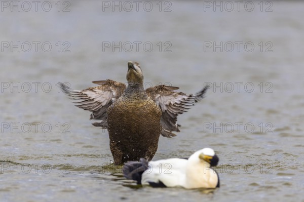 Eider duck (Somateria mollissima), hen grooming her feathers, duck birds (Anatidae), Aventdalen, Longyearbyen, Spitsbergen, Svalbard