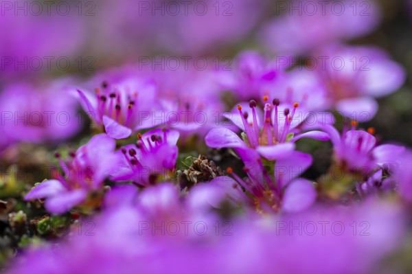 Red saxifrage (Saxifraga oppositifolia), saxifrage family (Saxifragaceae), Jotunkjeldene, Spitsbergen, Svalbard