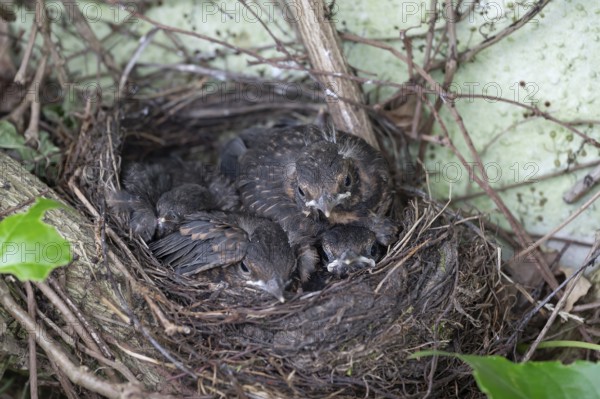 Five young blackbirds (Turdus merula) in the nest, Bavaria, Germany