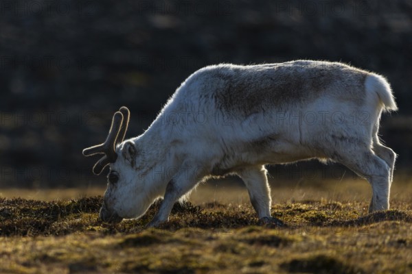 Svalbard skink (Rangifer tarandus platyrhynchus), Mammals (Mammalia), Longyearbyen, Spitsbergen, Svalbard