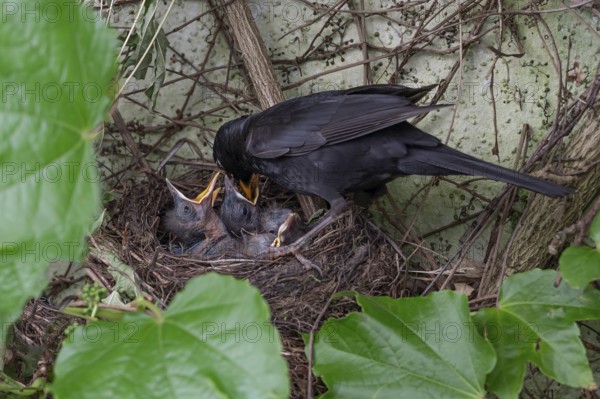 Male blackbird (Turdus merula) feeding his five young, Bavaria, Germany
