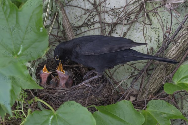 Male blackbird (Turdus merula) feeding its young, Bavaria, Germany