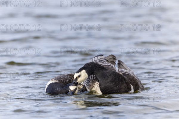 White-fronted Goose (Branta leucopsis), Geese (Anseriformes), Mating in the water, Aventdalen, Longyearbyen, Spitsbergen, Svalbard
