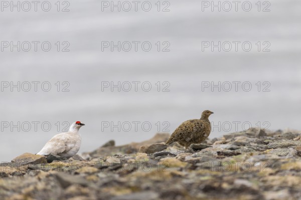 Ptarmigan (Lagopus), Pair, Chicken birds (Galliformes), Longyearbyen, Spitsbergen, Svalbard