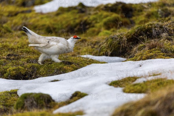 Ptarmigan (Lagopus), Cock, Chicken birds (Galliformes), Longyearbyen, Spitsbergen, Svalbard