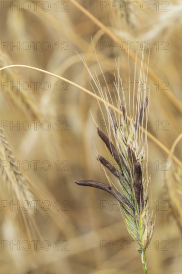 Ergot mushroom Claviceps purpurea on a ripe ear of grain