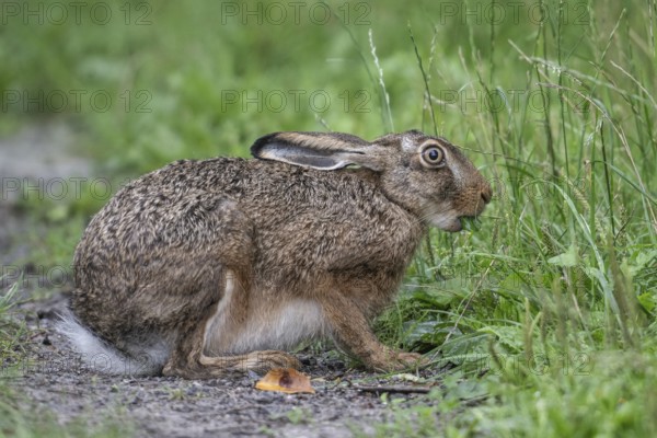 European hare (Lepus europaeus), Emsland, Lower Saxony, Germany