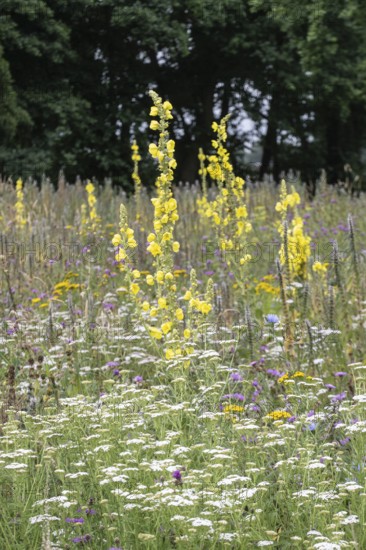 Flower meadow with large-flowered mullein (Verbascum densiflorum), Lower Saxony, Germany