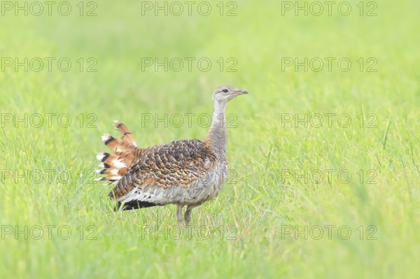 Great Bustard (Otis tarda), standing in a meadow, steppe bird, extremely rare bird species, threatened with extinction, heaviest flying bird, female, hen, wildlife, nature photography, Lake Neusiedl, Hansag, Burgenland, Hungary, Austria, Eastern Europe