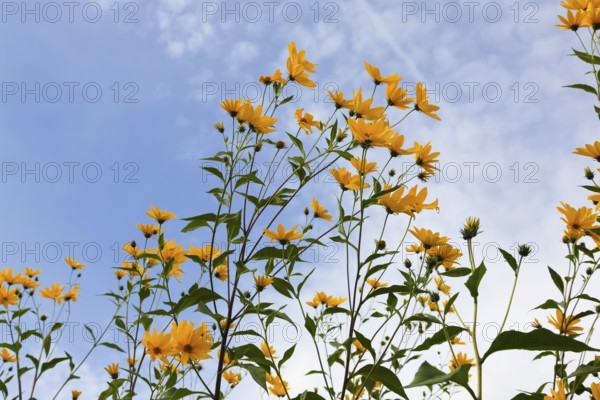 Jerusalem artichoke (Helianthus tuberosus), yellow blossom, flowers, plants, Oberuhldingen district, Uhldingen-Mühlhofen municipality, Lake Constance district, Baden-Württemberg, Germany
