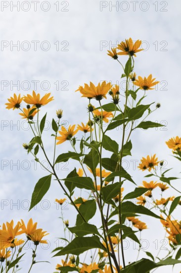 Jerusalem artichoke (Helianthus tuberosus), yellow blossom, flowers, plants, Oberuhldingen district, Uhldingen-Mühlhofen municipality, Lake Constance district, Baden-Württemberg, Germany