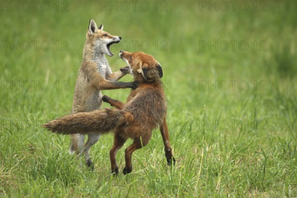 Red fox (Vulpes vulpes) male and weaned young playing on a mown meadow in light rain, Allgäu, Bavaria, Germany, Allgäu, Bavaria, Germany