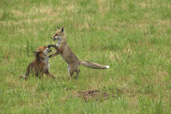 Red fox (Vulpes vulpes) male and weaned kitten, invitation to play on mown meadow in light rain, Allgäu, Bavaria, Germany, Allgäu, Bavaria, Germany