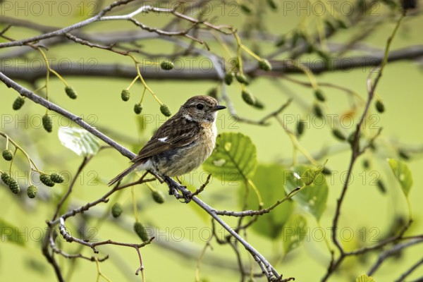 Small bird sitting on a branch with green leaves in a quiet natural environment, A female stonechat (Saxicola rubicola) on a branch, Herleshausen, Hesse, Germany