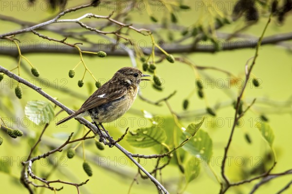 Small bird sitting and singing on a branch, surrounded by green leaves in a peaceful atmosphere, A female stonechat (Saxicola rubicola) on a branch, Herleshausen, Hesse, Germany