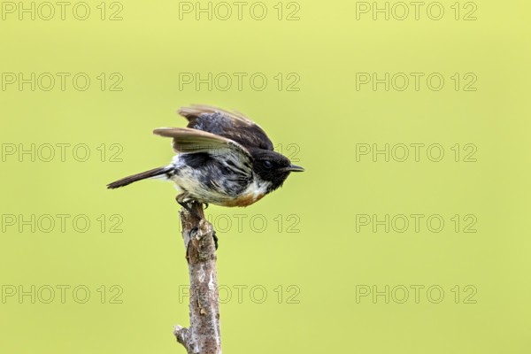 Bird spreading its wings, ready to fly, on a branch against a green background, A male stonechat (Saxicola rubicola) on a branch, Herleshausen, Hesse, Germany