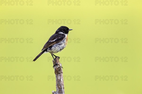 Bird in side view on branch with blurred green background, A male stonechat (Saxicola rubicola) on a branch, Herleshausen, Hesse, Germany