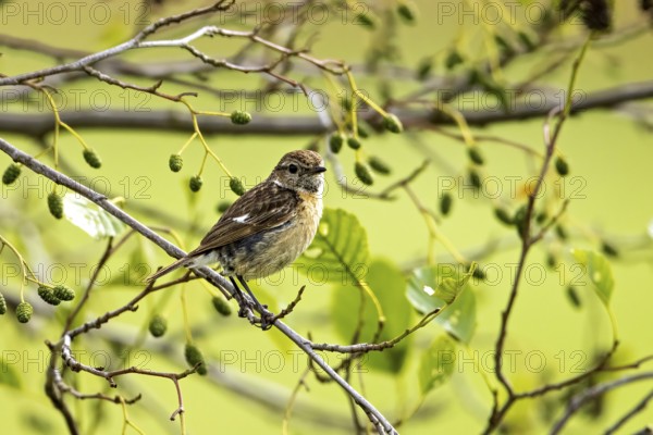 Small bird sitting on a branch with green leaves in a peaceful natural environment, A female stonechat (Saxicola rubicola) on a branch, Herleshausen, Hesse, Germany