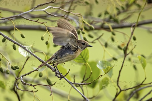 Small bird spreads its wings on a branch with green leaves in a quiet environment, A female stonechat (Saxicola rubicola) on a branch, Herleshausen, Hesse, Germany