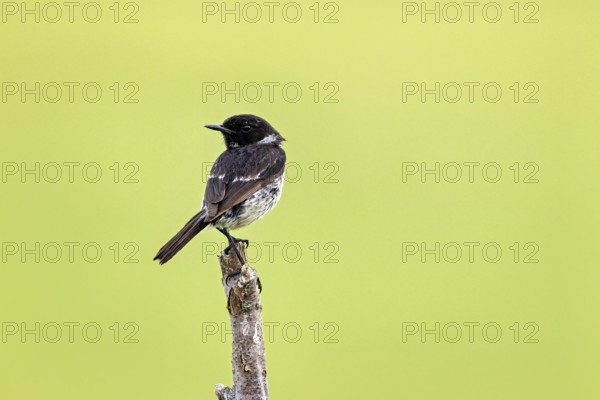 Bird sitting with dorsal view on a branch in front of a green background, A male stonechat (Saxicola rubicola) on a branch, Herleshausen, Hesse, Germany