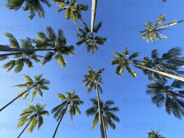 Coconut palms (Cocos nucifera), Sipaway Island, Negros, Northern Negros, Philippines
