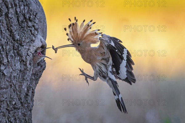 Hoopoe (Upupa epops) Bird of the Year 2022, male with food, prey, foraging, food for the young birds, erected bonnet, sunrise, interaction, breeding cave, nest, young bird begging for food, flying, on approach, wings, climate change, Middle Elbe Biosphere Reserve, Saxony-Anhalt, Germany