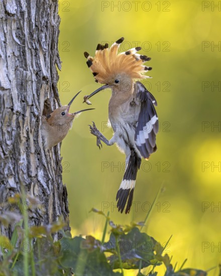 Hoopoe (Upupa epops) Bird of the Year 2022, male with food, prey, foraging, food for the young birds, erected bonnet, sunrise, interaction, breeding cave, nest, young bird begging for food, flying, on approach, wings, climate change, Middle Elbe Biosphere Reserve, Saxony-Anhalt, Germany