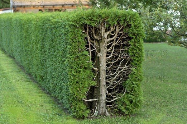 Arborvitae, thujas (Thuja), rectangular hedge, cross-section, tree trunk, branches, twigs and leaves, garden, Ismaning, Upper Bavaria, Bavaria, Germany