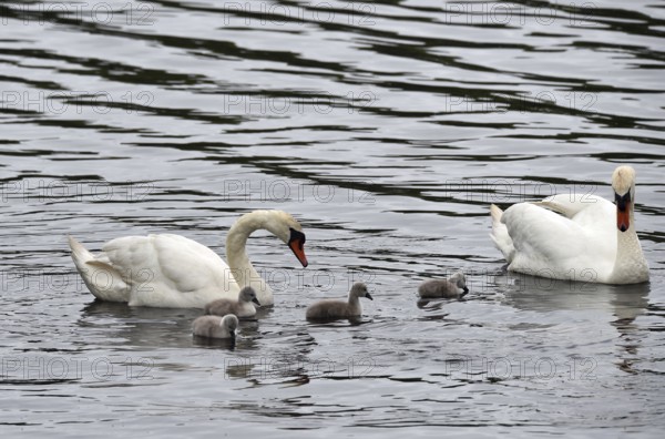 Mute swan (Cygnus olor) with offspring on the Kiel Canal, Kiel Canal, Schleswig-Holstein, Germany