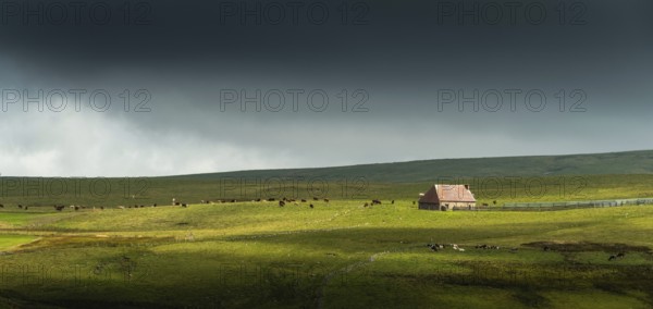 Auvergne Volcanoes Regional Natural Park. Cezallier. Herd of cows near a farmhouse (buron) under a cloudy sky.Puy de Dome. Auvergne-Rhone-Alpes.France