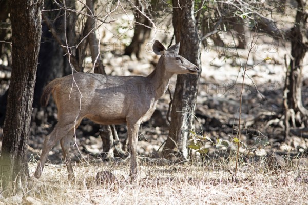 Sambar or sambar deer or horse deer (Cervus unicolor or Rusa unicolor) in the dry forest, Ranthambore National Park, Rajasthan, India