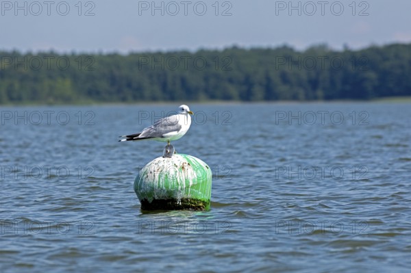 Gull, Mew Gull (Larus canus) sitting on a buoy, Woterfitzsee, Müritz National Park, Mecklenburg Lake District, Mecklenburg-Western Pomerania, Germany
