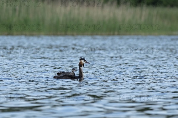 Great Crested Grebe (Podiceps ribbonfish) with juvenile, Leppinsee, Rechlin, Mecklenburg Lake District, Mecklenburg-Western Pomerania, Germany