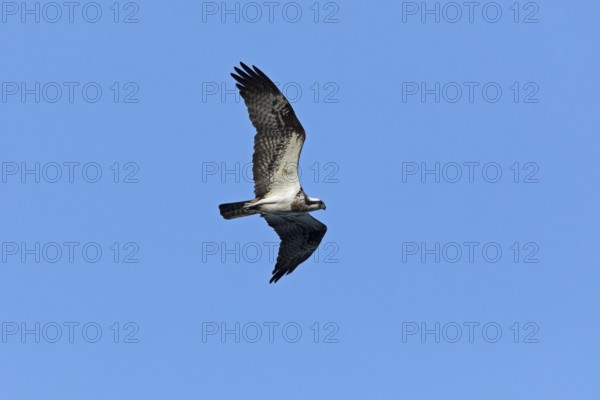 Osprey (Pandion haliaetus) in flight over Lake Leppin, Rechlin, Mecklenburg Lake District, Mecklenburg-Western Pomerania, Germany