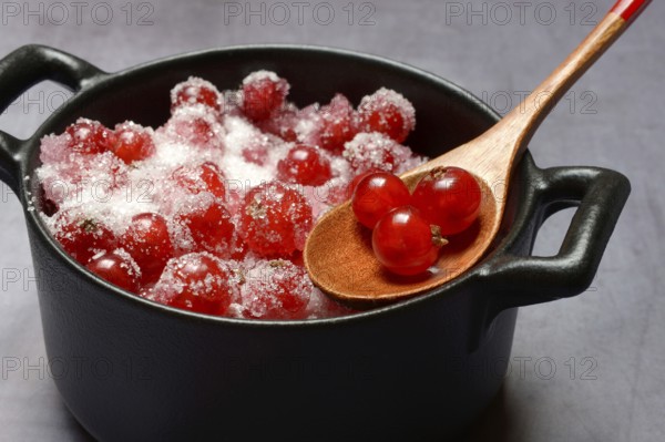 Redcurrants with sugar in pots, Ribes rubrum