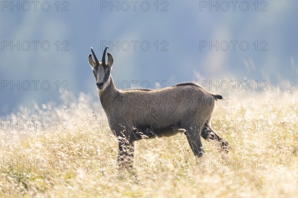 Chamois (Rupicapra rupicapra) on a meadow in the Vosges Mountains, wildlife, France