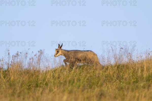 Chamois (Rupicapra rupicapra) youngster on a meadow in the Vosges Mountains, wildlife, France
