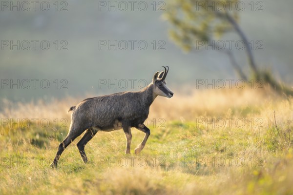 Chamois (Rupicapra rupicapra) on a meadow in the Vosges Mountains, wildlife, France