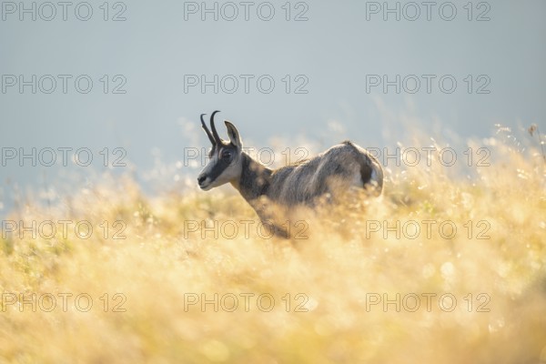 Chamois (Rupicapra rupicapra) on a meadow in the Vosges Mountains, wildlife, France