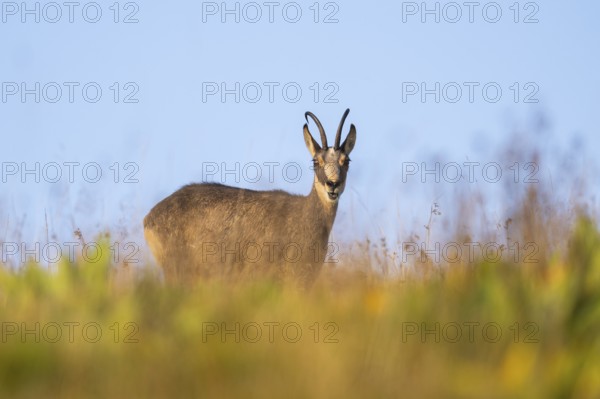 Chamois (Rupicapra rupicapra) on a meadow in the Vosges Mountains, wildlife, France
