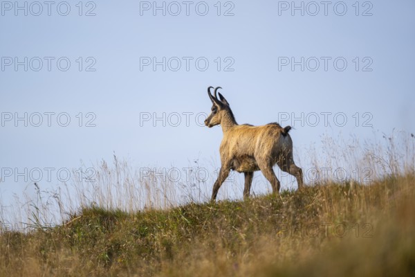 Chamois (Rupicapra rupicapra) on a meadow in the Vosges Mountains, wildlife, France