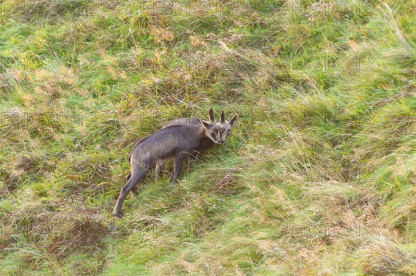 Chamois (Rupicapra rupicapra) youngster on a meadow in the Vosges Mountains, wildlife, France