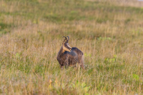 Chamois (Rupicapra rupicapra) on a meadow in the Vosges Mountains, wildlife, France