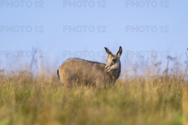 Chamois (Rupicapra rupicapra) youngster on a meadow in the Vosges Mountains, wildlife, France