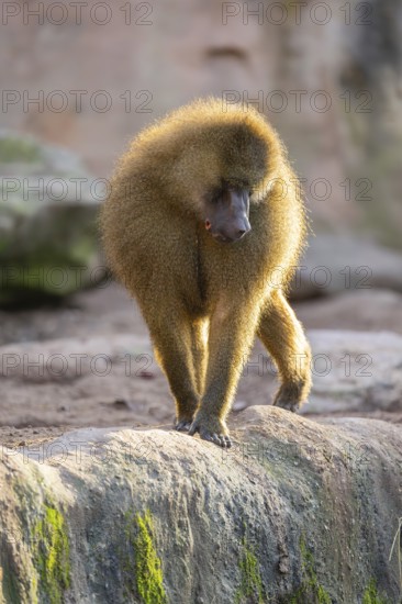 Guinea baboon (Papio papio) walking on the ground, Bavaria, Germany Europe